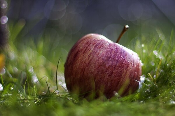 Roter Apfel auf nassem Gras Hintergrund