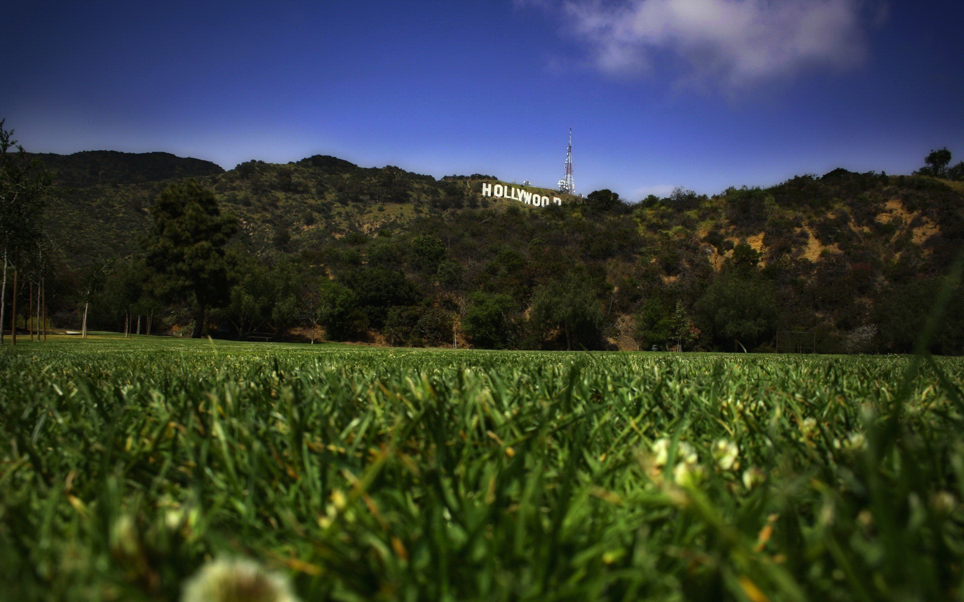 gras rasen hollywood
