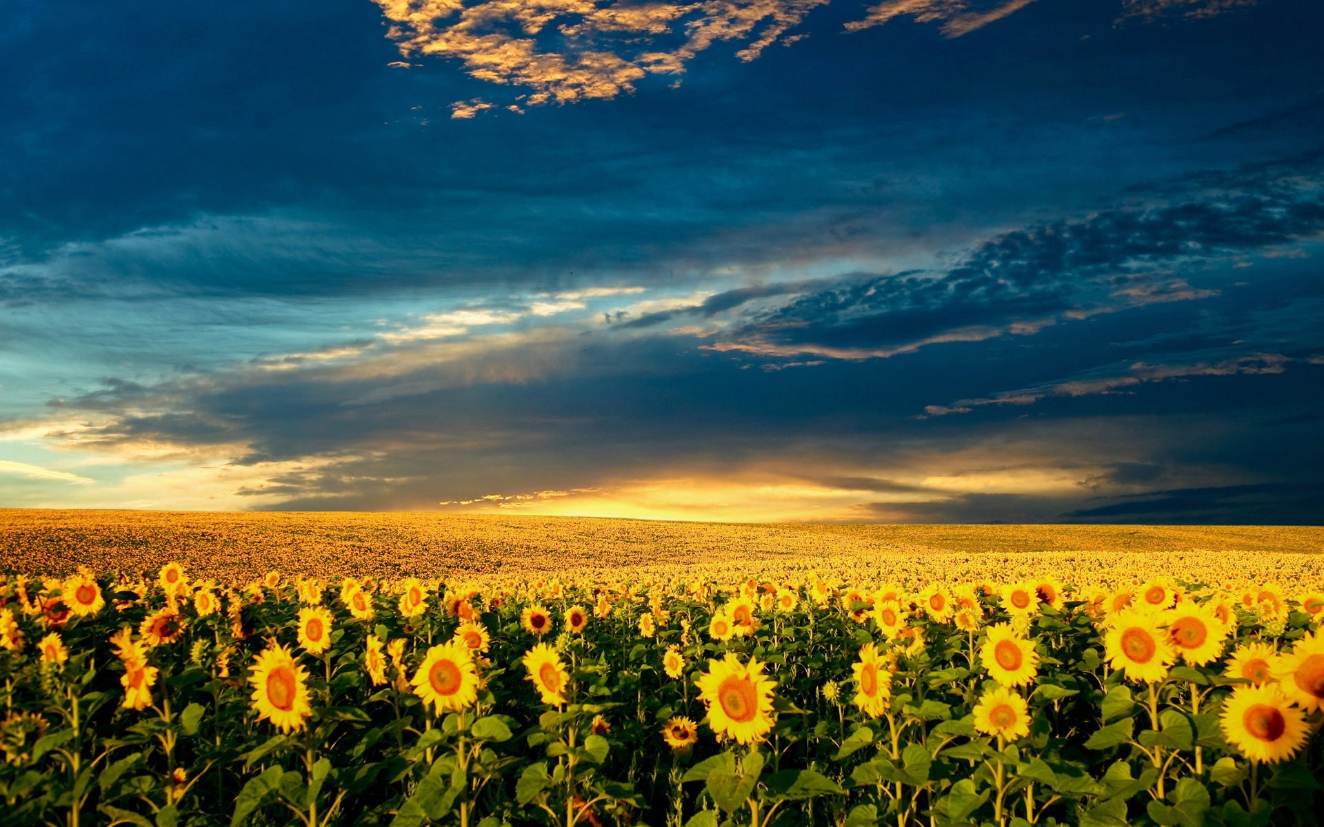 feld sonnenblumen wolken