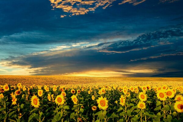 Schöne Sonnenblumen , schöne Wolke