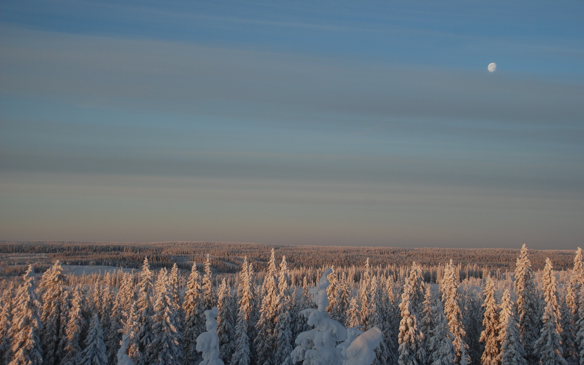 wald winter mond schnee himmel