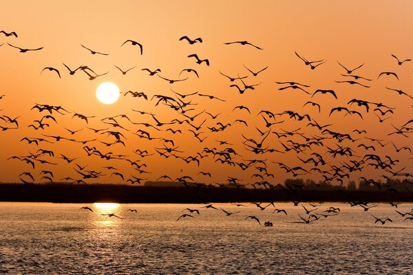 Möwen bei Sonnenuntergang, viele Möwen, Wolga bei Sonnenuntergang