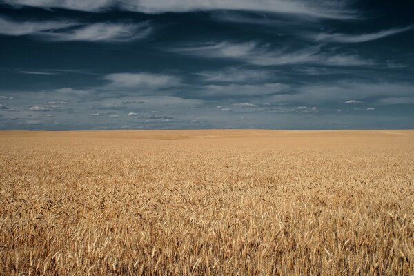 Gewitterwolken über dem Feld von Ähren