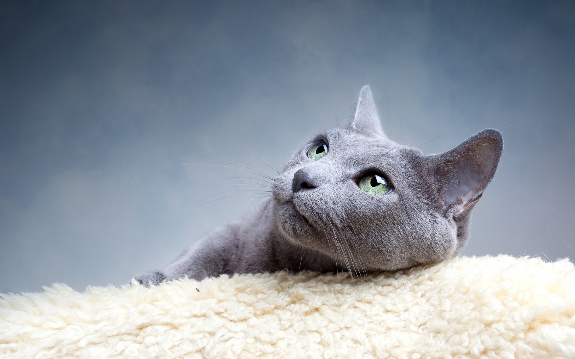 rasse grüne augen katzen ansicht