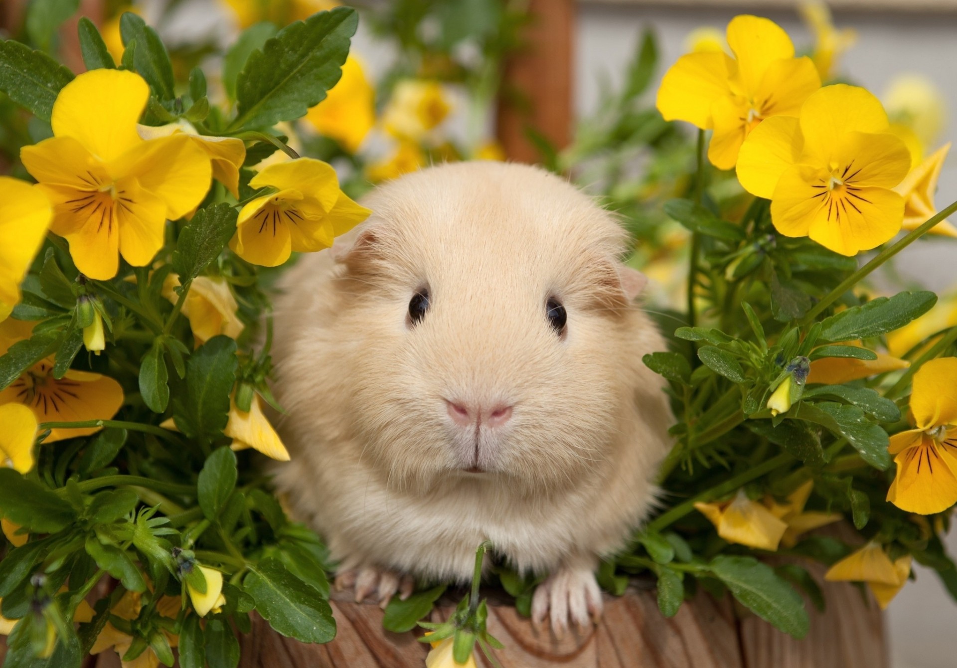 stiefmütterchen meerschweinchen blumen