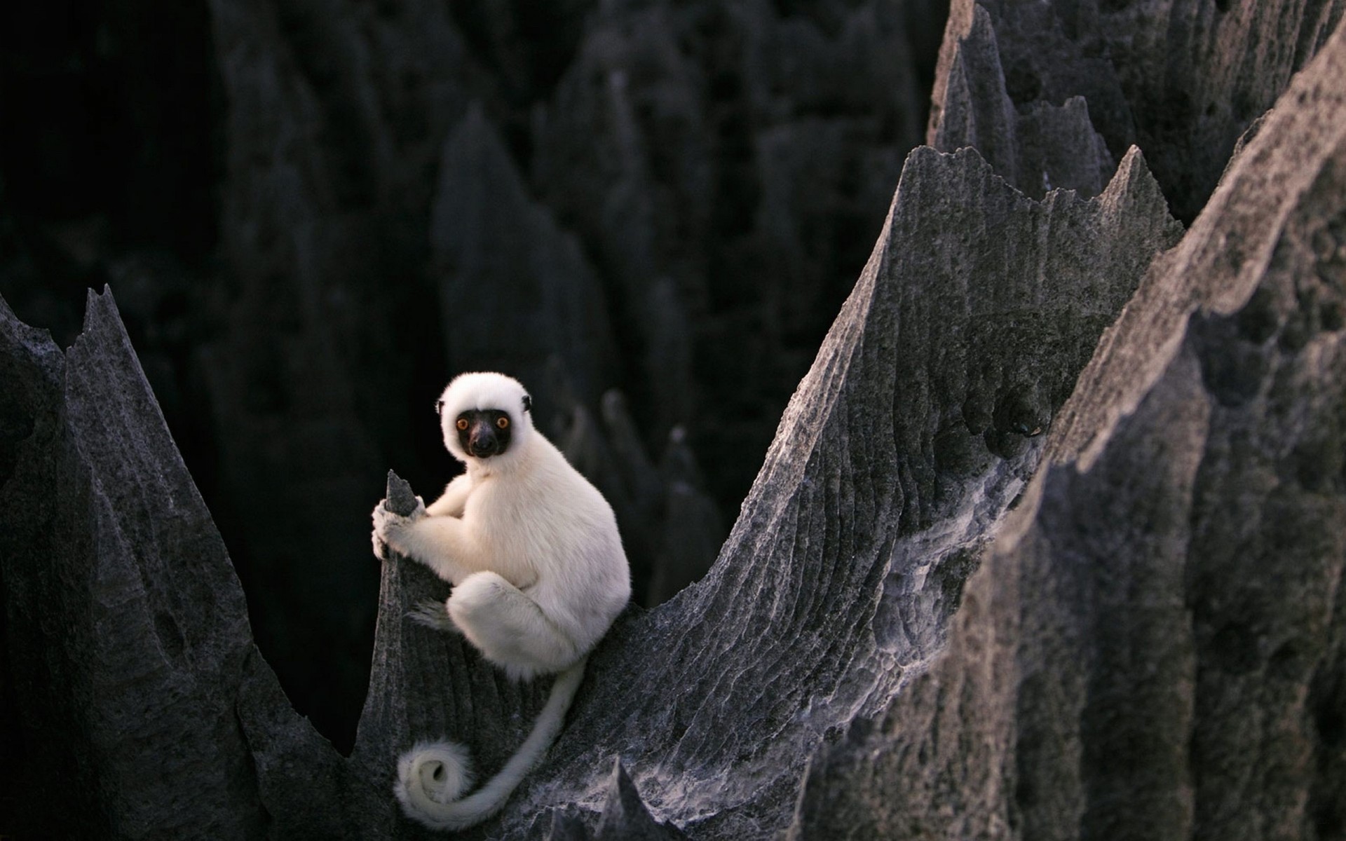 steine lemur