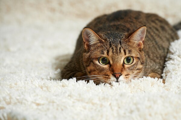 Ich habe mich auf dem Teppich versteckt. Schlaue Katze