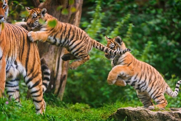 Lustige Spiele von wilden Katzen. Tiger springen im Gras