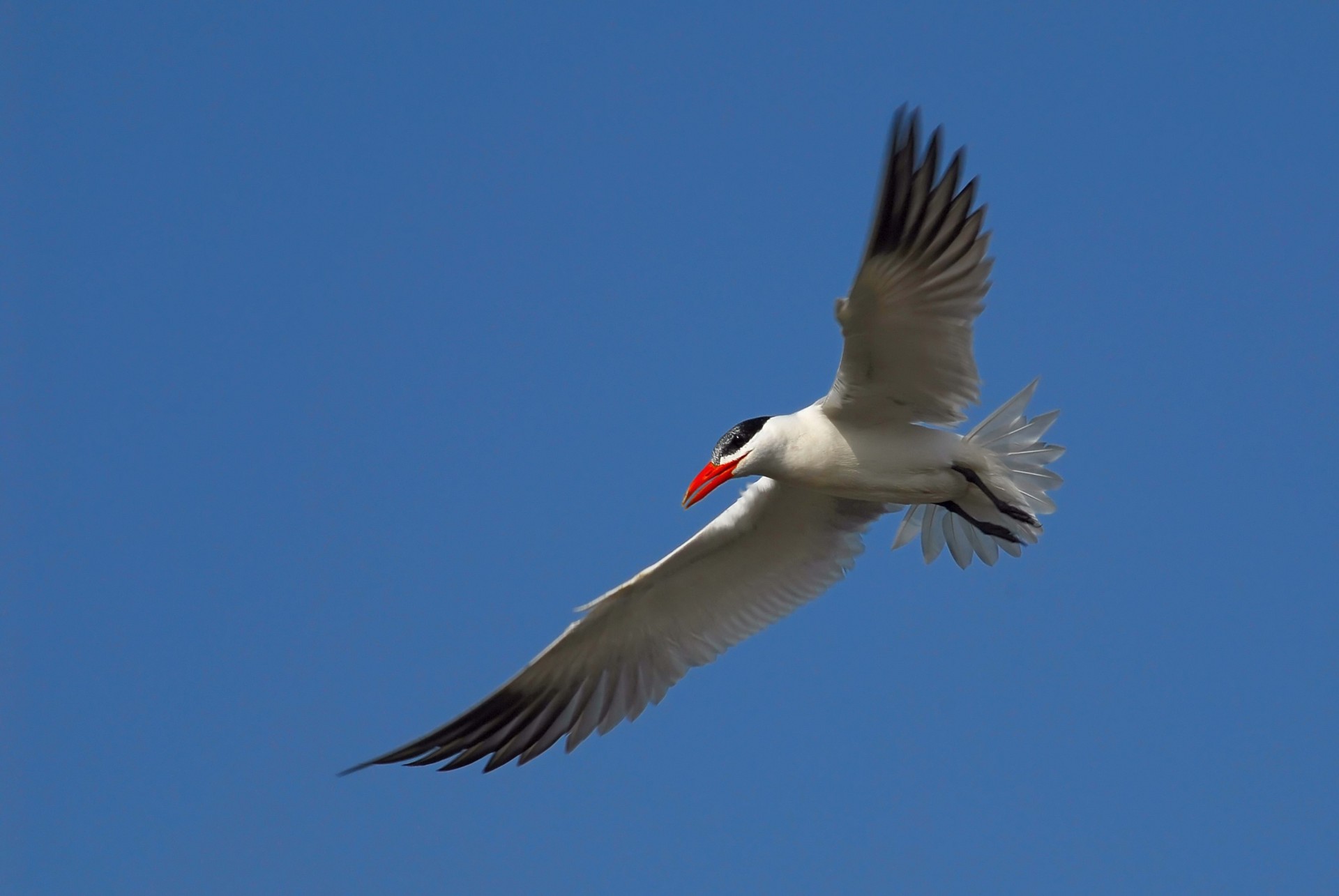 himmel möwe