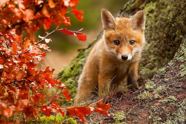 Netter Fuchs inmitten des Herbstwaldes