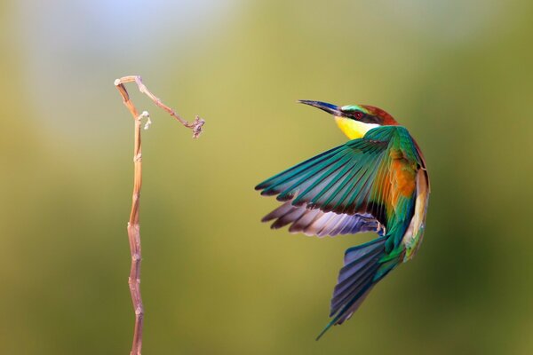 Heller farbiger Vogel im Flug
