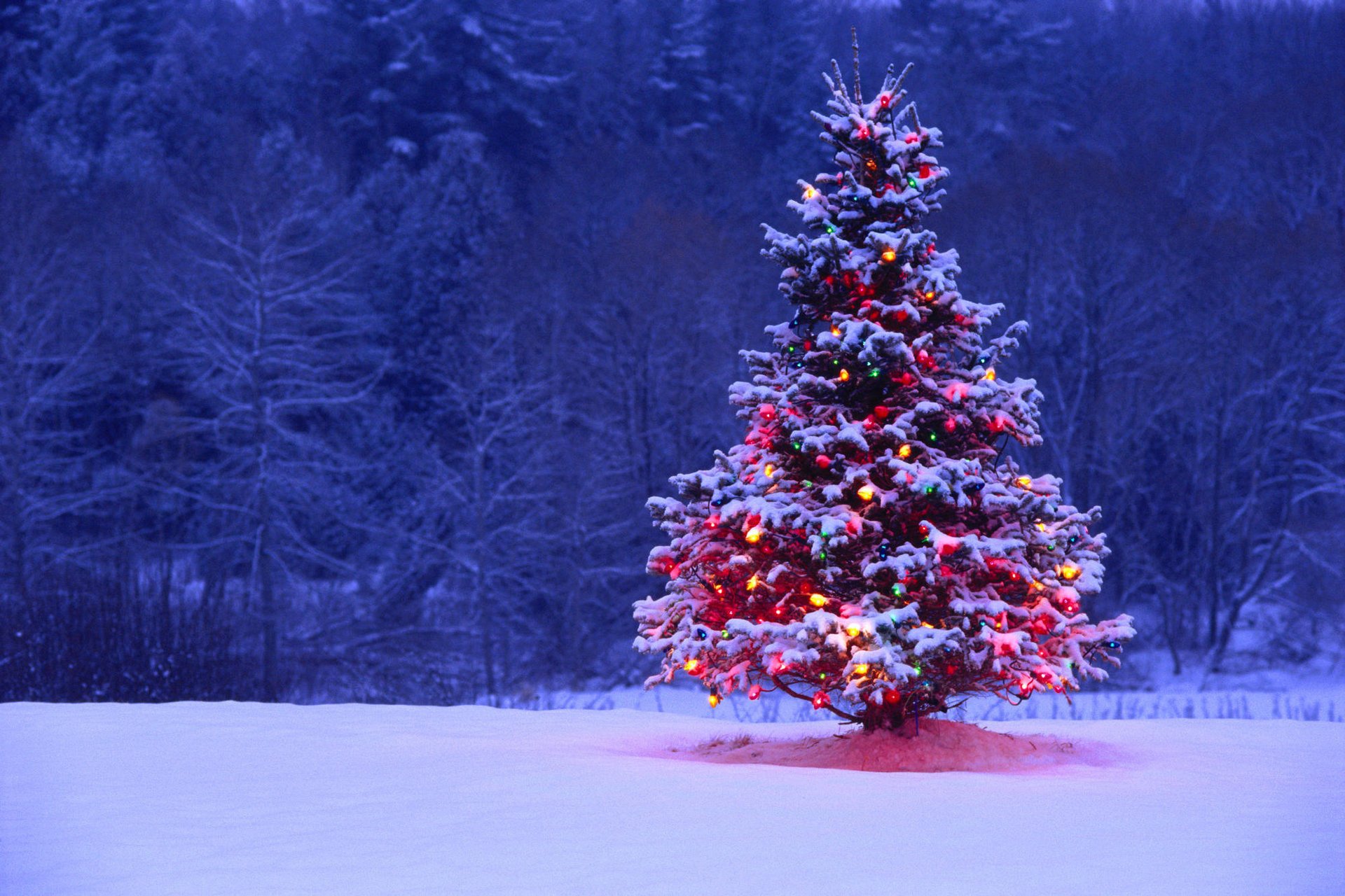 weihnachtsbaum lichter beleuchtung schnee