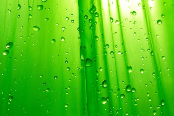 Grüner Planschvorhang mit Wassertropfen
