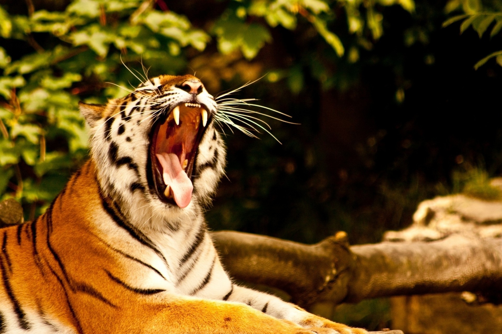 mund wildkatze gähnt eckzähne tiger