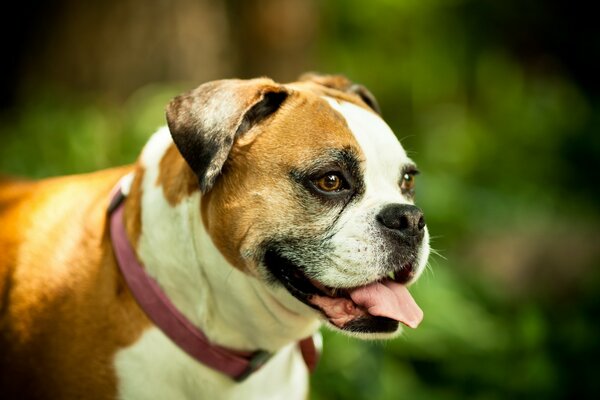 Roter Hund auf dem Hintergrund von Bäumen
