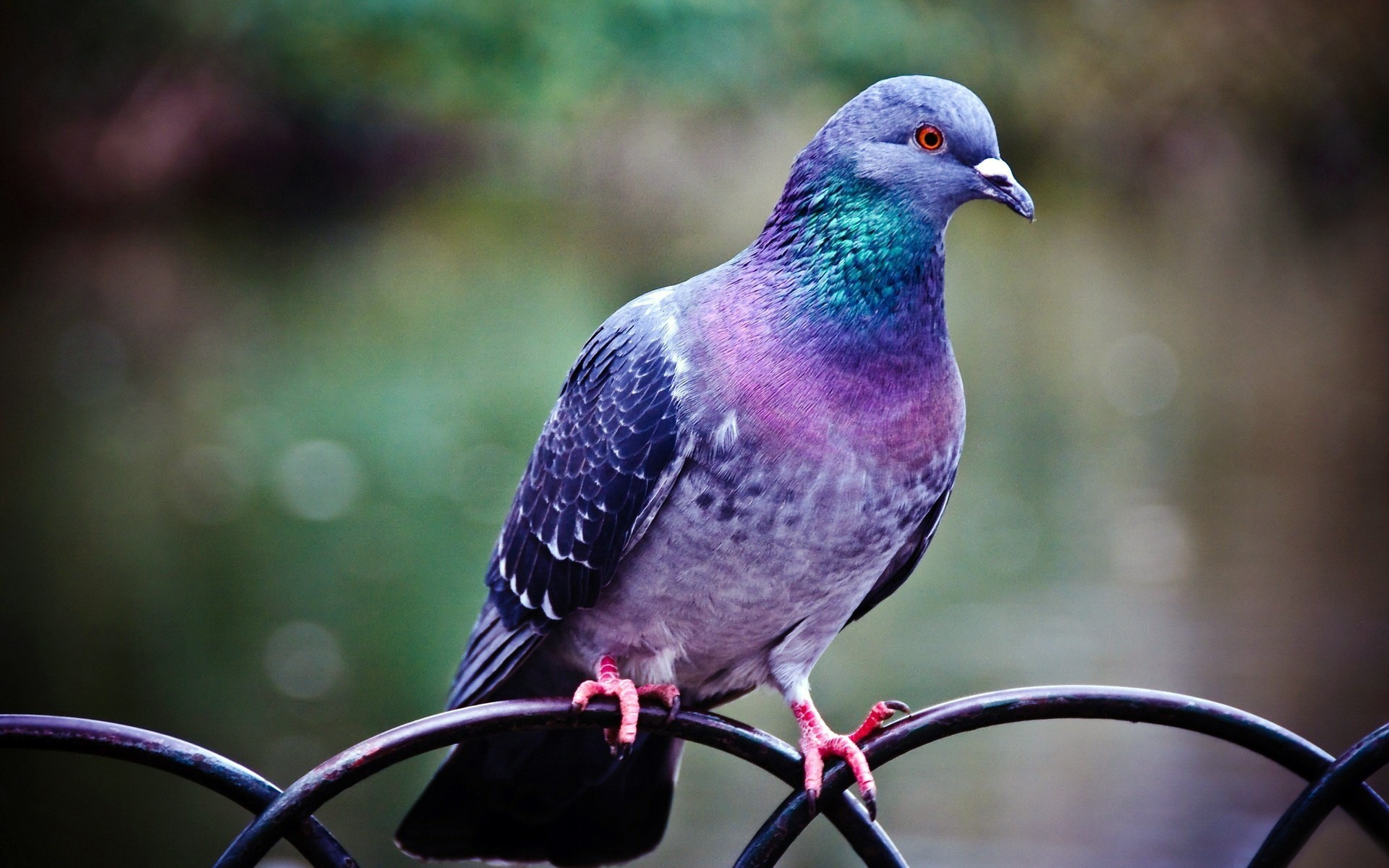 taube zaun vögel federn malerei farben