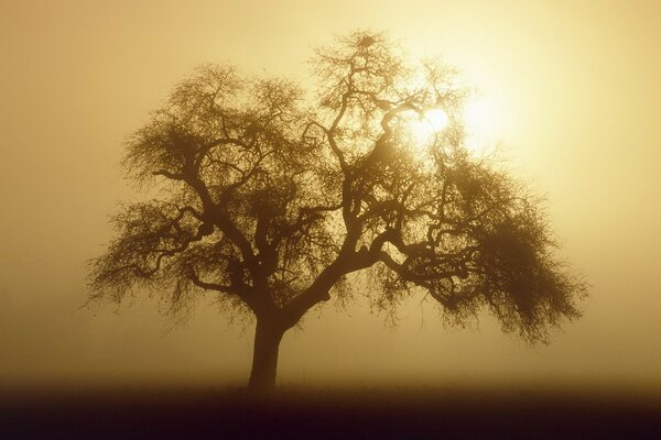 Baum mit großer Krone in Sepia