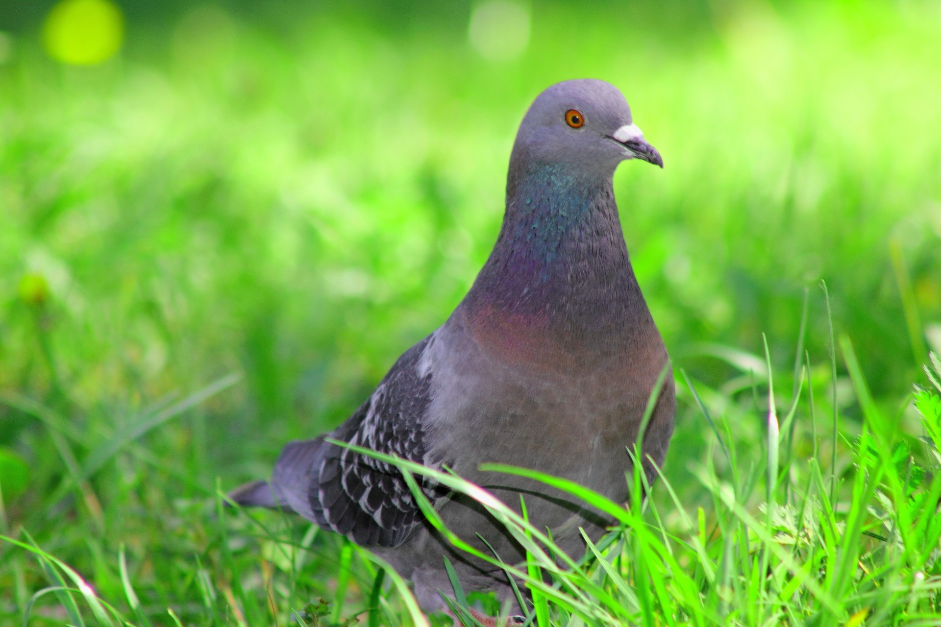vögel taube gras