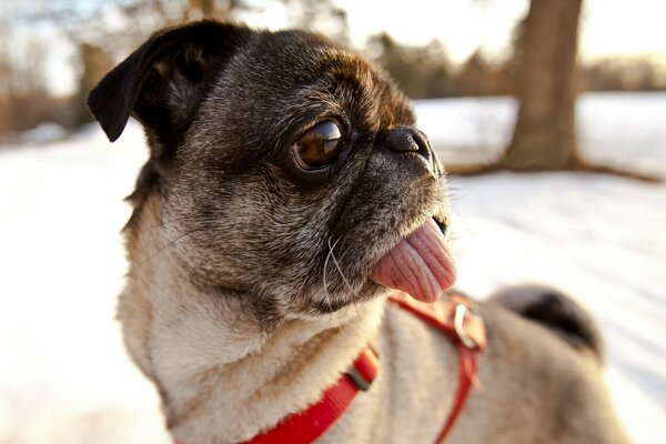 Mops zeigt Zunge im roten Halsband