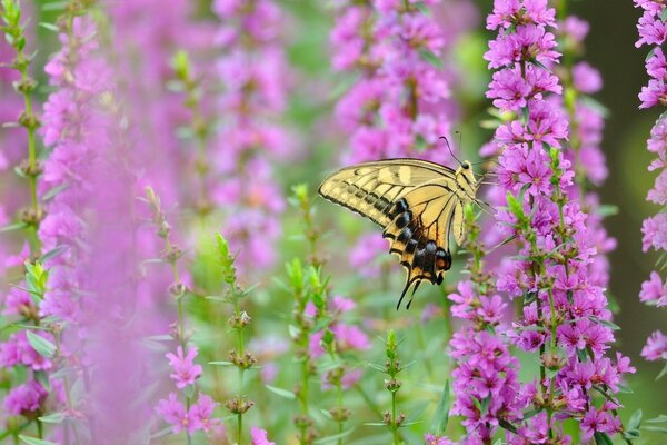 Gelbes Schwalbenschwanz sammelt Nektar in lila Blüten