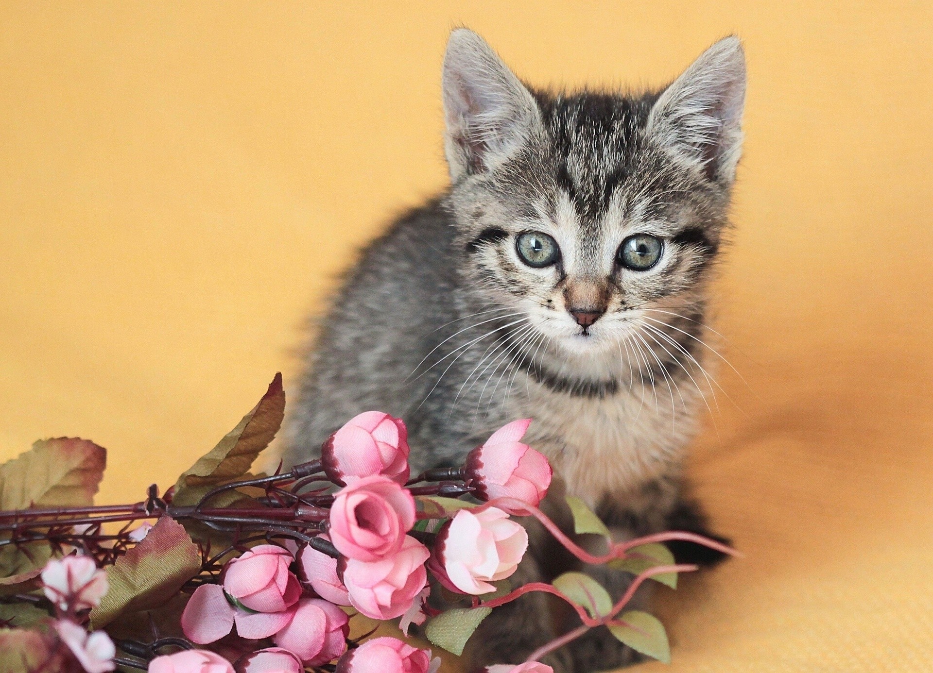 katze kind blumen