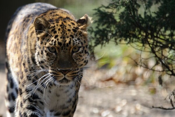 Wilder Leopard in der Frühlings-Savanne