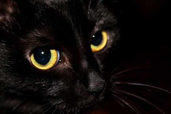 Der Blick einer schwarzen Katze ist faszinierend