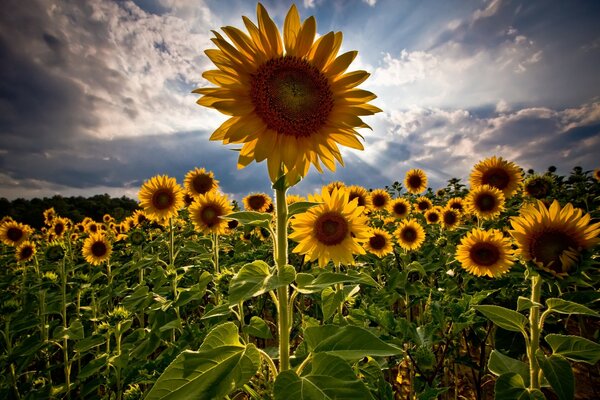 Sommer Sonnenblumen, die in den Himmel schauen