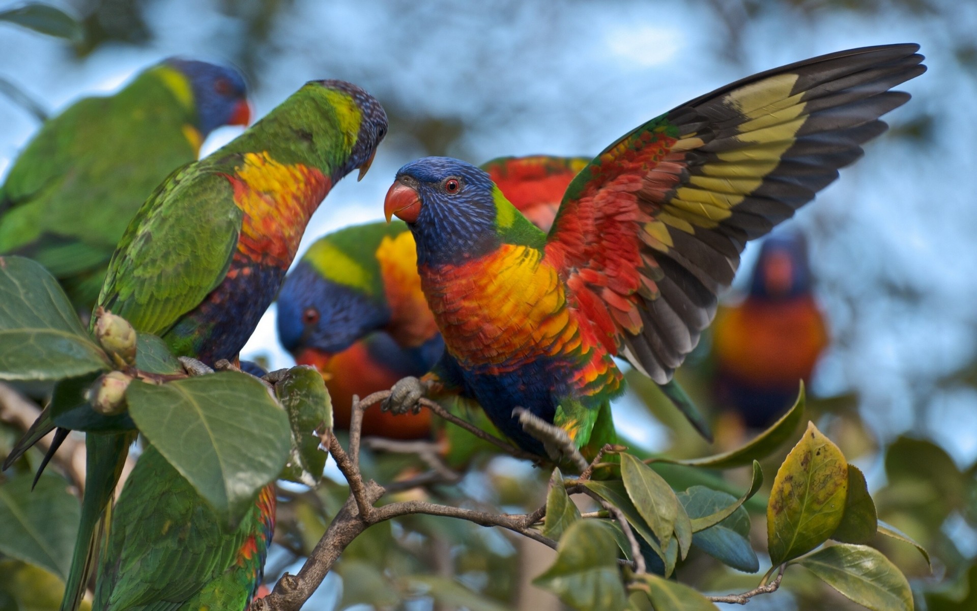multicolor loriquette zweig papageien