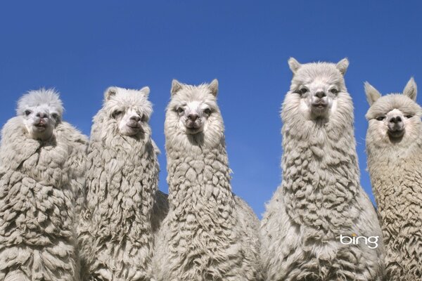 Gruppenfoto der Familie Lam