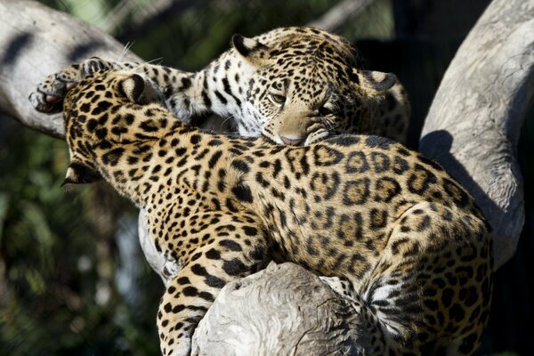 Ein paar Jaguare beißen sich gegenseitig