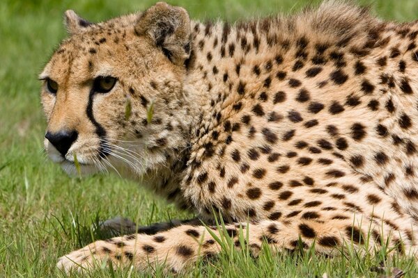 Ein gefleckter Gepard liegt auf dem Gras