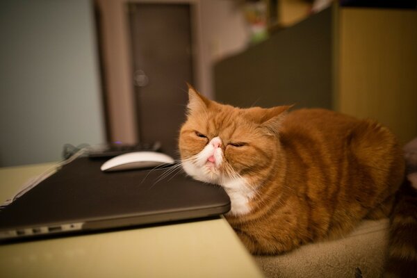 Dicke Katze schläft auf einem Laptop