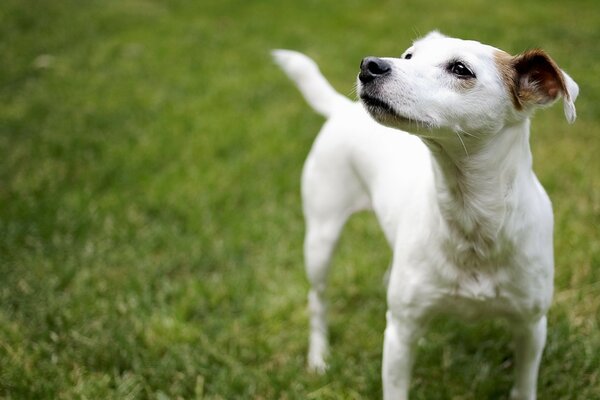 Netter Hund ging spazieren