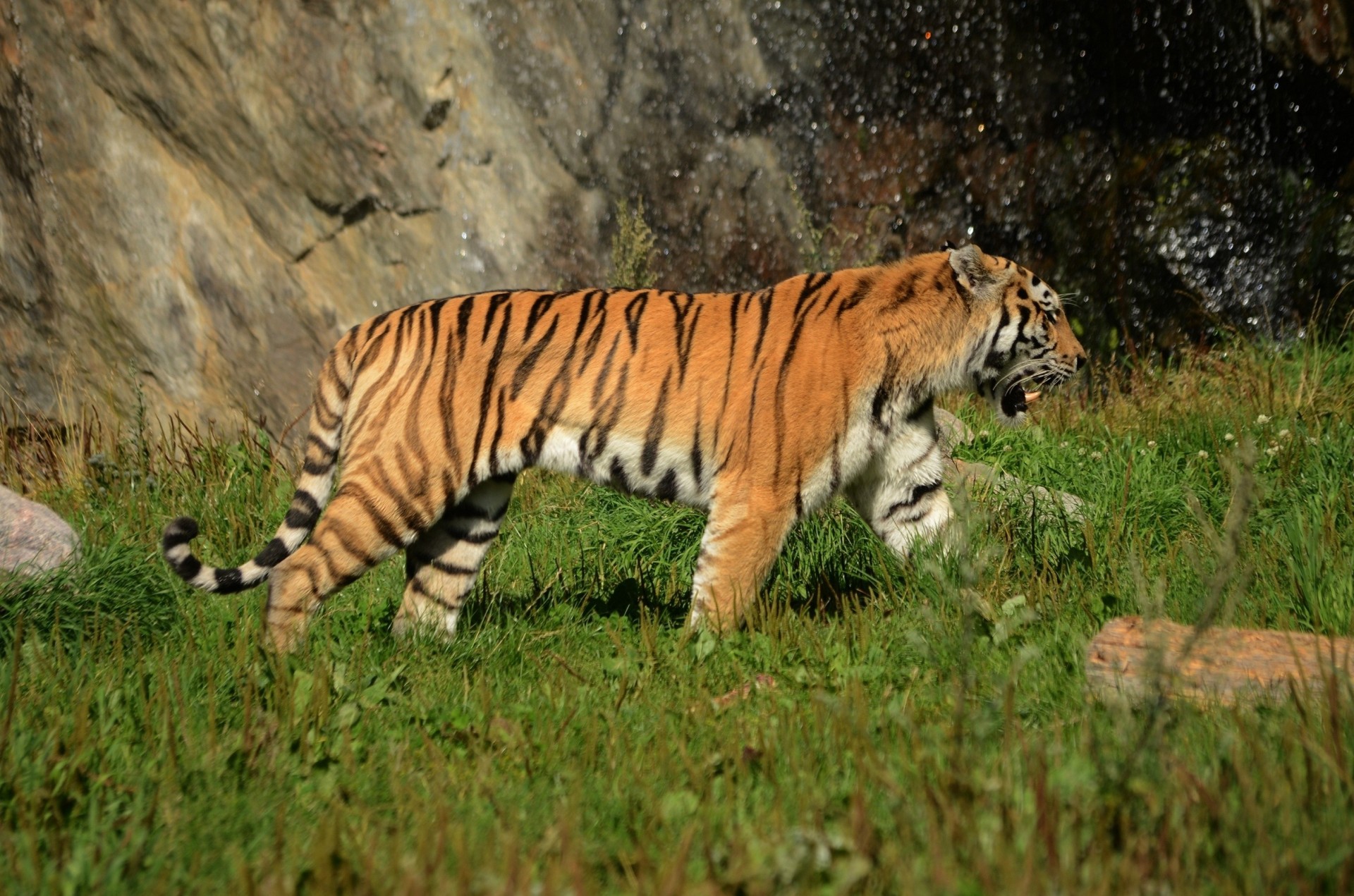 wildkatze tiger