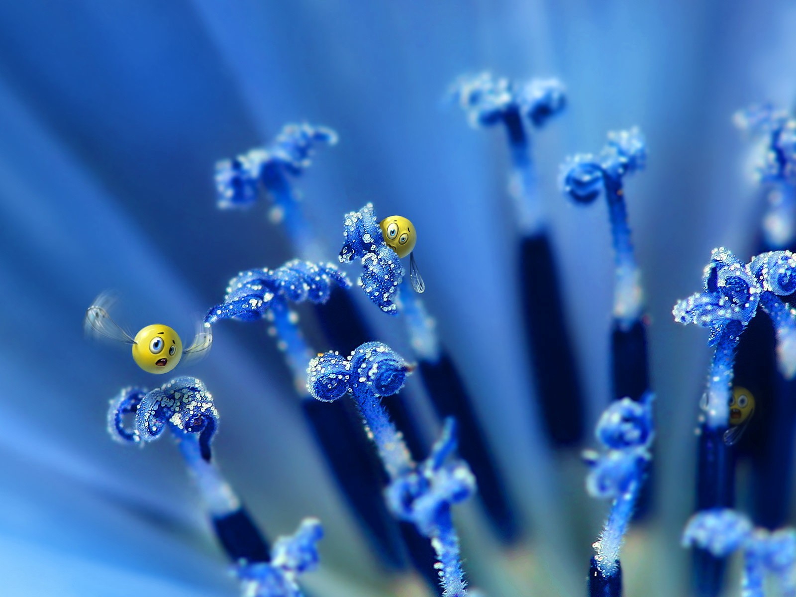 smileys blume blau