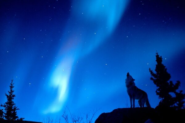 Wolf heult am blauen Nordlicht im Wald