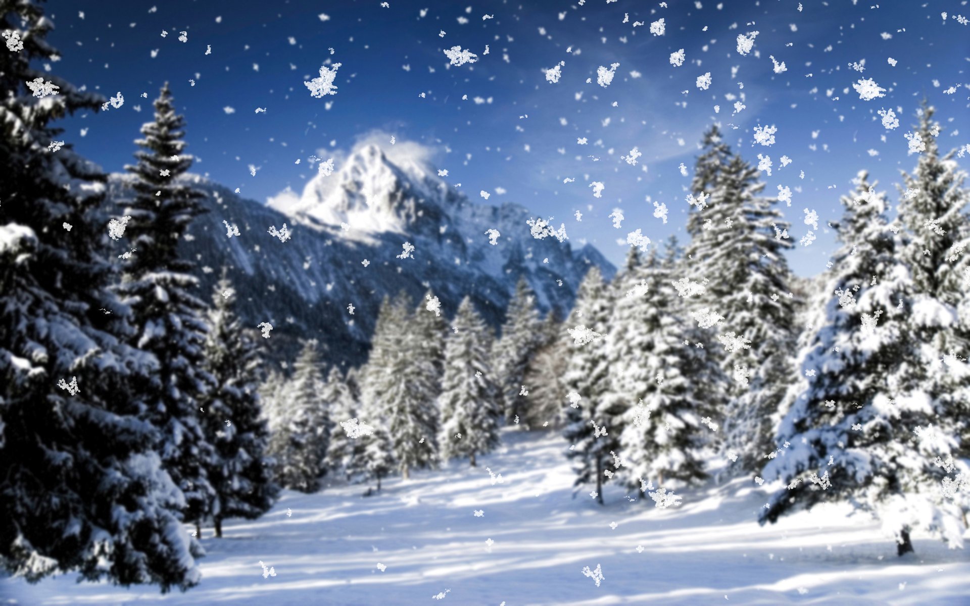 natur schneesturm winter schnee makro schneefall schneeflocken