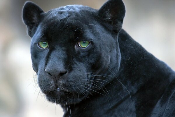 Schwarzer Panther beobachtet genau