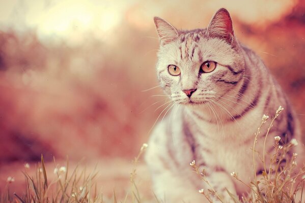 Foto einer Katze zieht den Blick an