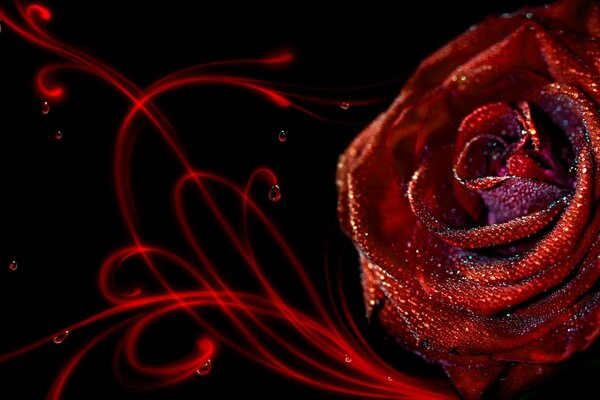 Rote Rose auf schwarzem Hintergrund
