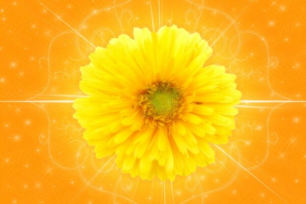 Gelbe Blume auf orangefarbenem Hintergrund