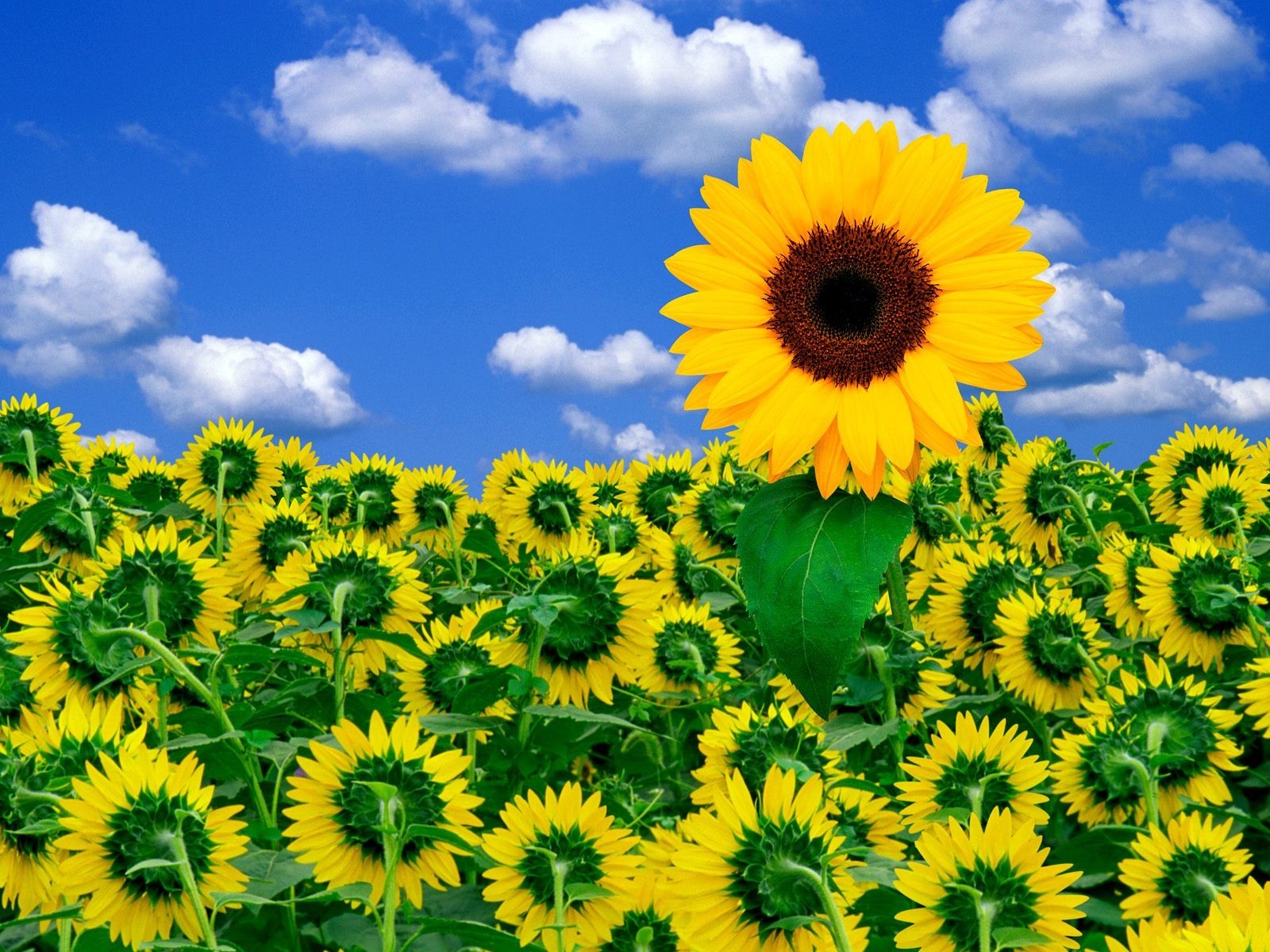 himmel blumen sonnenblume