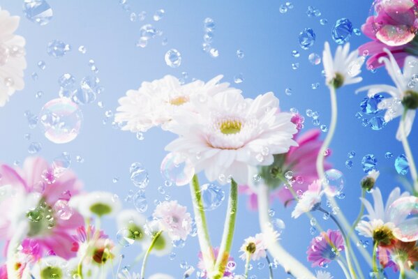 Tropfen des Morgentaues fallen auf zarte Blumen
