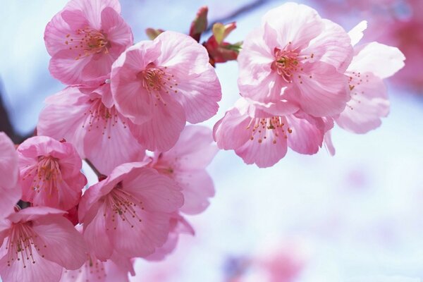 Rosa Sakura auf blauem Hintergrund