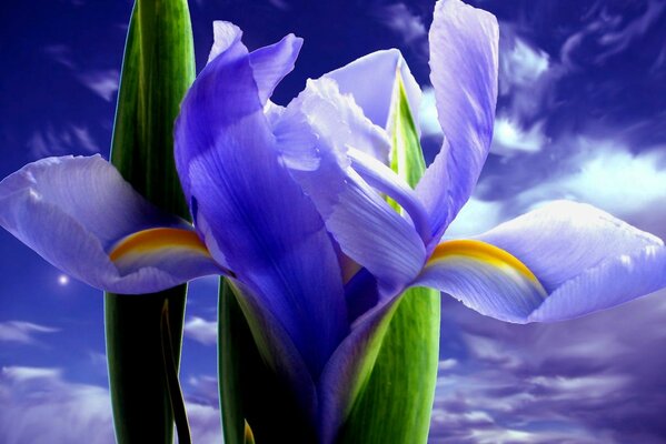 Lila Iris auf Himmelshintergrund