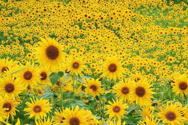 Sonnenblumenfeld an einem Sommertag