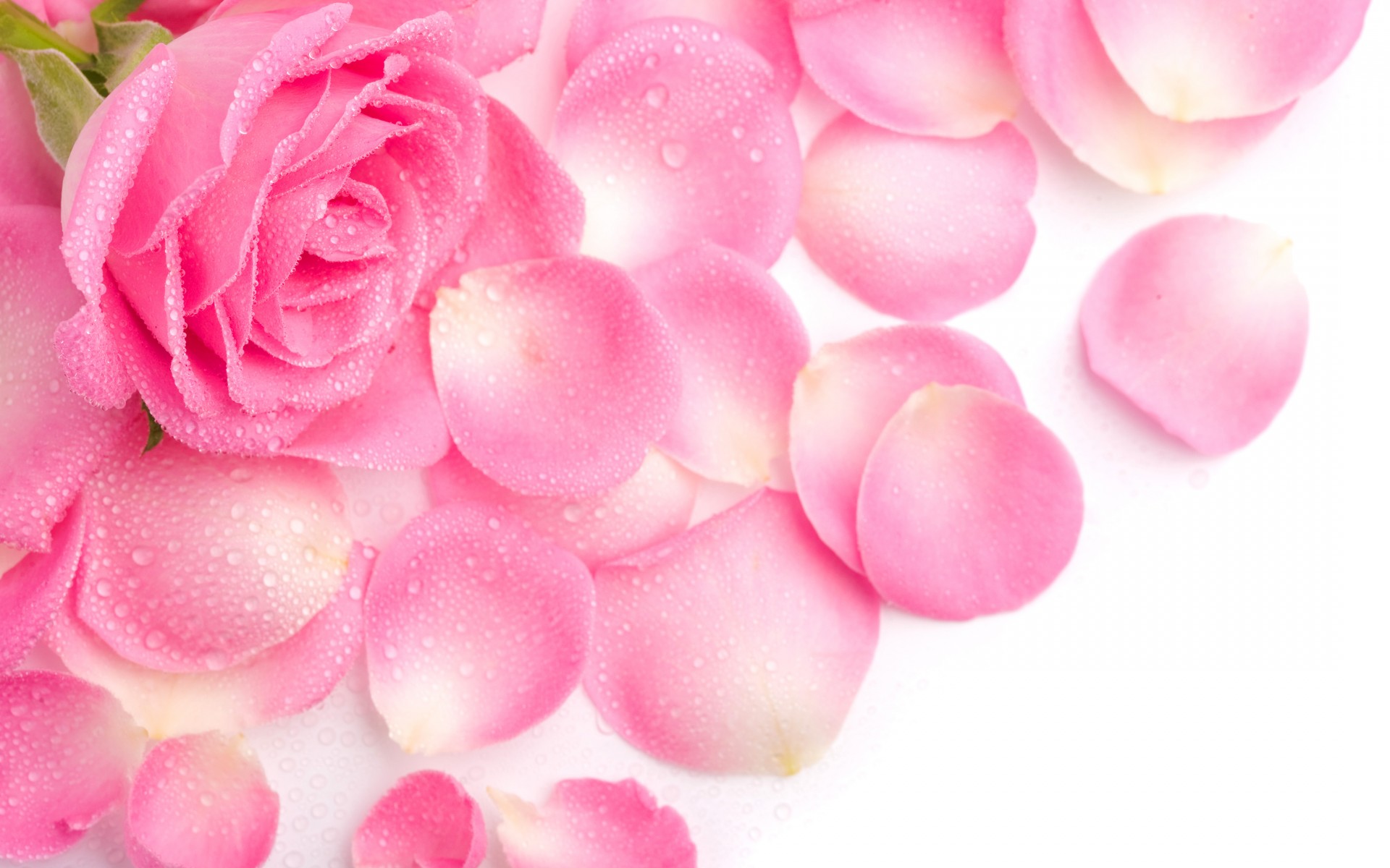 rose blütenblätter rosa tau