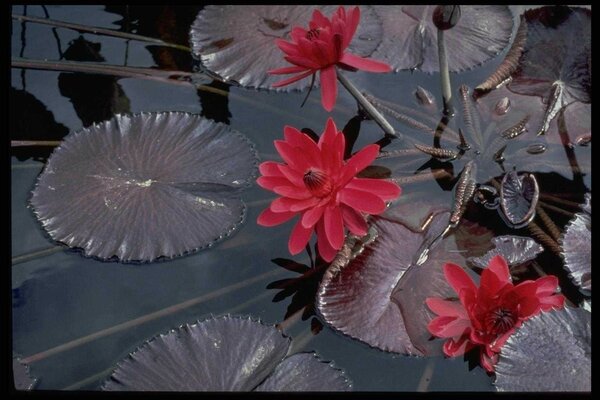 Schöne Blumen auf der Wasseroberfläche