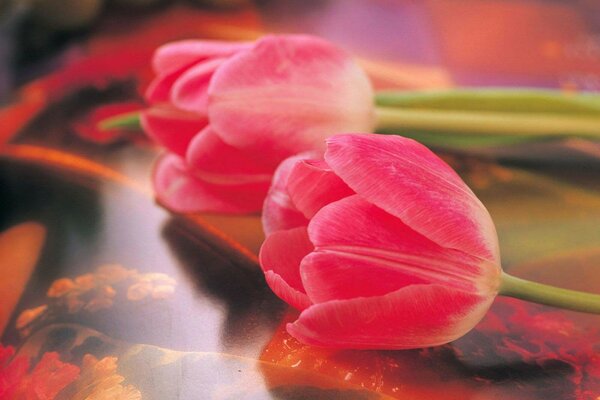 Rote Tulpen. Sanftes Foto von Blumen
